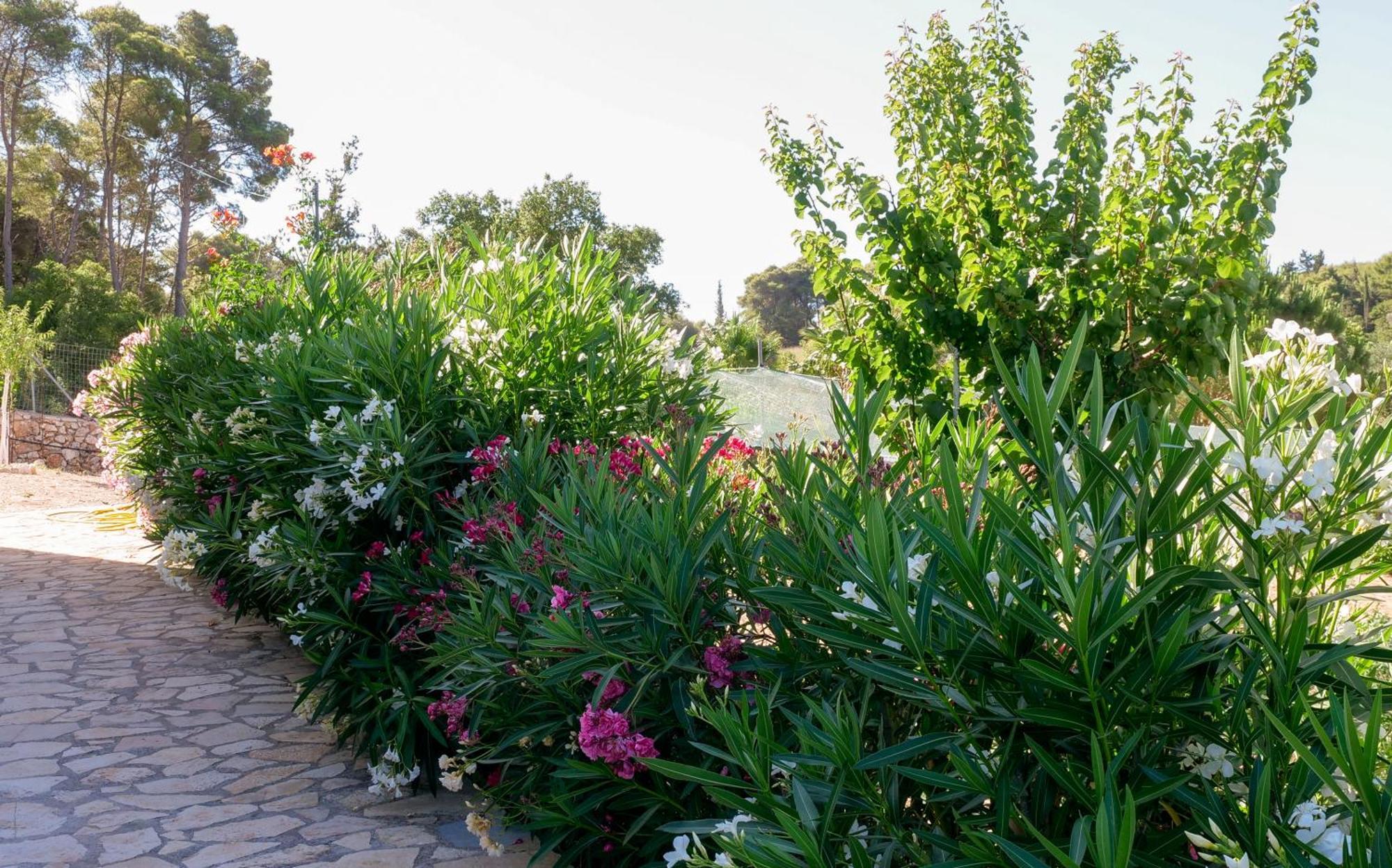 Fterini Apartments Sterna & Alletri Agios Leon ภายนอก รูปภาพ